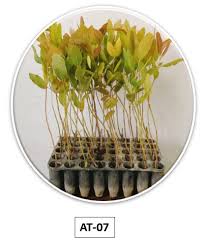 Eucalyptus Sapling BAT-07 (40 cell)
