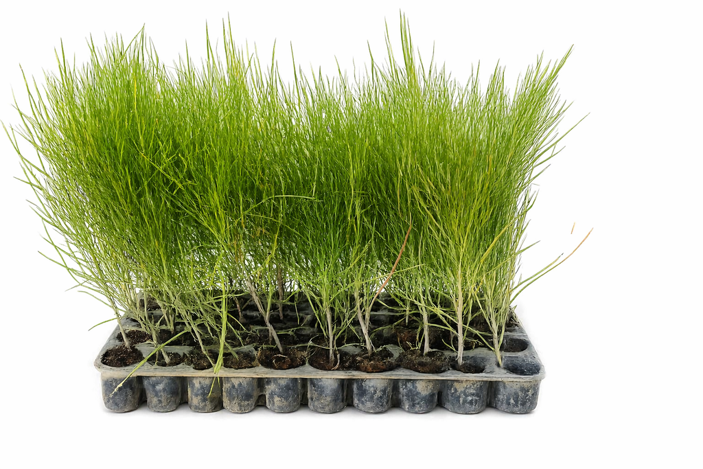 Casuarina AT-CH5 (72-cell)