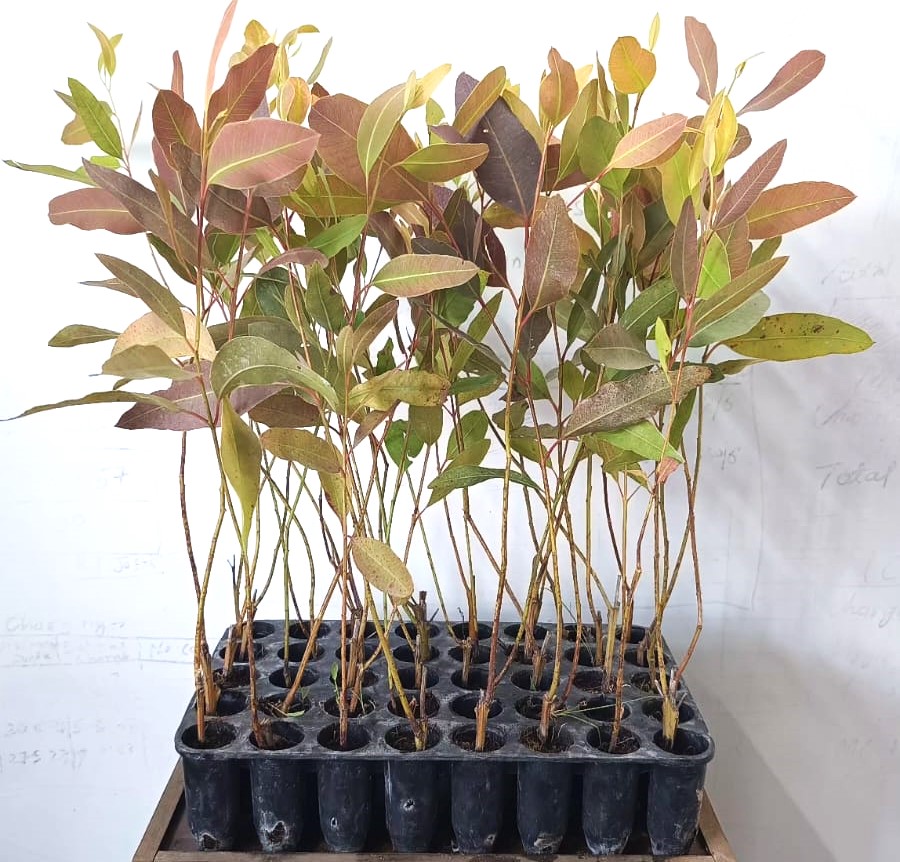 Eucalyptus Sapling BAT-316