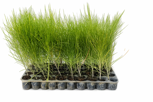 Casuarina AT-CH5 (72-cell)