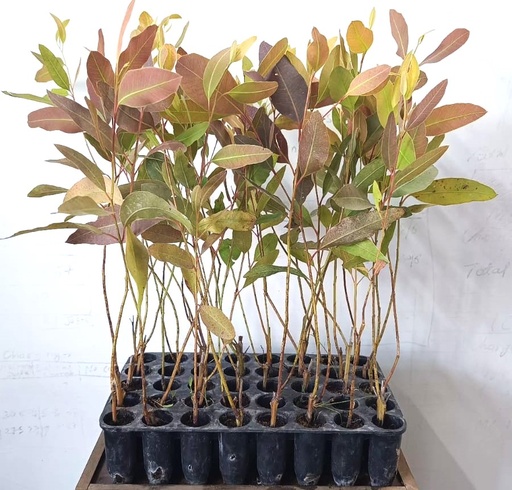 Eucalyptus Sapling BAT-316