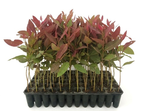 Eucalyptus Sapling BAT-EC x ED